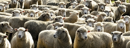 Velké stádo ovcí na Novém Zelandu Foto: Depositphotos