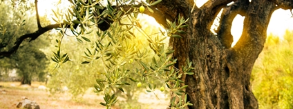 Starý olivovník Foto: Depositphotos