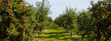 Úroda v jablečném sadu Foto: Depositphotos