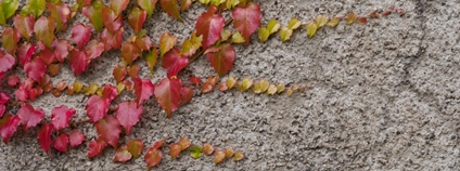 Popínavá rostlina Foto: Depositphotos