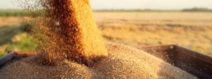 Náklad sklizené pšenice Foto: Depositphotos