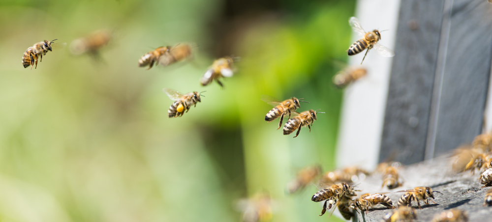 Ministr Šalomoun dostal pokutu za přestupek při chovu včel, neúspěšně se soudil