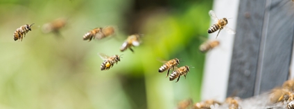 Včely u úlu Foto_ Depositphotos