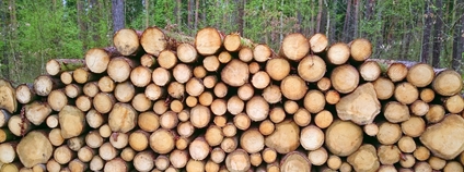 Skládka vytěženého dřeva Foto: Depositphotos