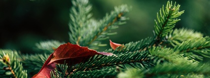 Větev jehličnanu v lese Foto: Depositphotos