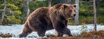 Medvěd na jaře Foto: Depositphotos