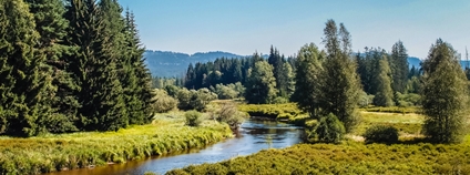 Národní park Šumava Foto: Depositphotos