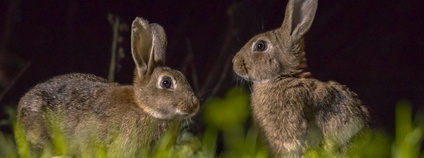 Králíci divocí Foto: Depositphotos