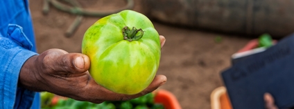 Africký farmář drží v ruce nezralé rajče Foto: Depositphotos