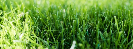 Trávník Foto: Depositphotos