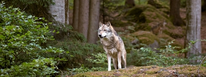 Vlk v lese Foto: Depositphotos