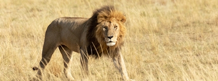 Lev v Masai Mara v Keni Foto: Depositphotos