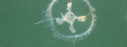 Sladkovodní medúza Craspedacusta sowerbii Foto: Depositphotos