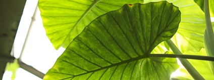 Tropická rostlina ve skleníku Foto: Depositphotos