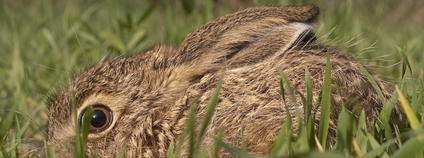 Malý zajíček v trávě Foto: Depositphotos