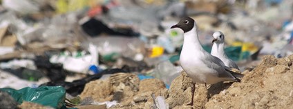 Racci na skládce Foto: Depositphotos