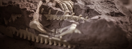 Paleontologie Foto: Depositphotos