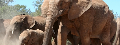 Stádo slonů a slůňat Foto: Depositphotos