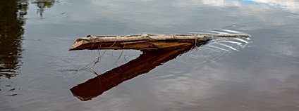Mrtvé dřevo ve vodě Foto: Depositphotos