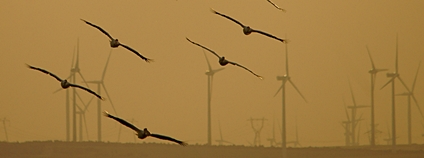 Větrné elektrárny a ptáci Foto: Depositphotos