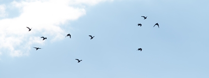 Letící ptáci Foto: Depositphotos