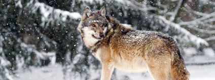 Vlk v zimě Foto: Depositphotos