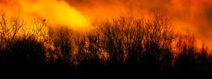 Mohutný lesní požár Foto: Depositphotos