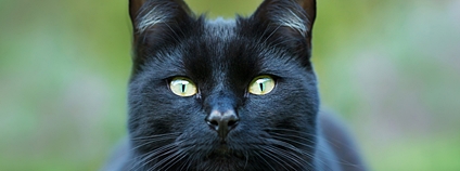 Černá kočka Foto: Depositphotos