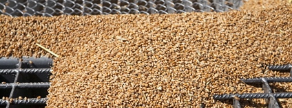 Zrna pšenice na mřížce Foto: Depositphotos