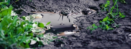 Loužička na půdě mezi zelení Foto: Depositphotos