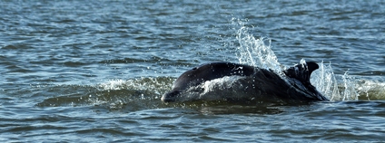 Delfín v Černém moři Foto: Depositphotos