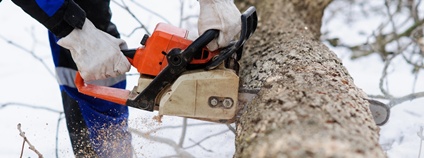 Kácení v zimě Foto: Depositphotos