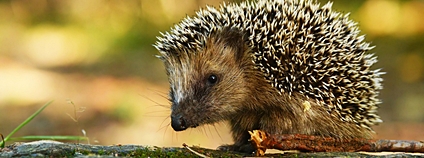 Mladý ježek Foto: Depositphotos