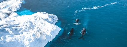 Velryba černá Foto: Depositphotos