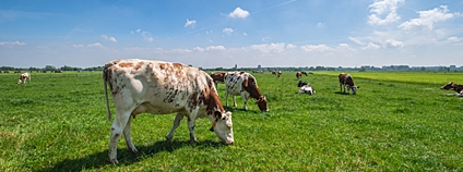 Krávy na pastvě v Nizozemí Foto: Depositphotos