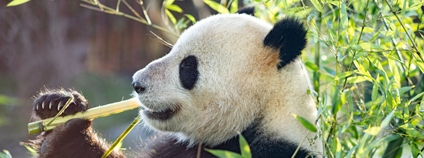 Panda velká Foto: Depositphotos