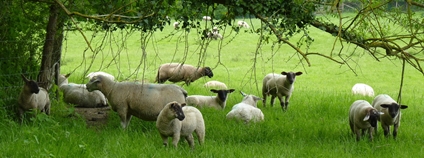 Stádo ovcí u stromu Foto: Depositphotos