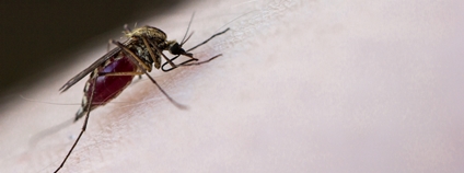 Komár v USA Foto: Depositphotos