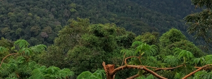 Tropický deštný les v Africe Foto: Depositphotos