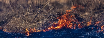 Vypalování trávy Foto: Depositphotos