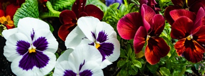 Květinářství Foto: Depositphotos