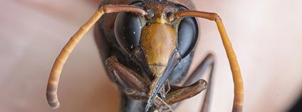Červenočerný mravenec Foto: Depositphotos