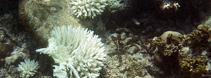 Vybledlé koráli na Seychelách Foto: Depositphotos