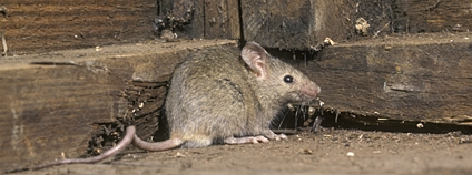Myš domácí Foto: Depositphotos