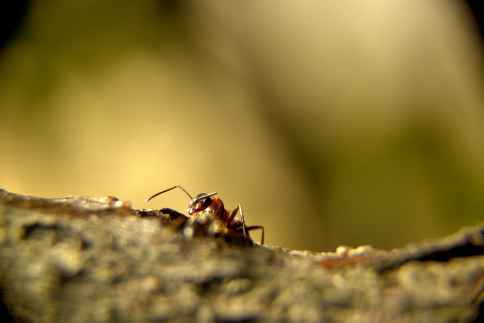 Vědci popsali 139 nových druhů zvířat, včetně mravence, který hlídá housenky