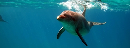 Delfín v Rudém moři Foto: Depositphotos