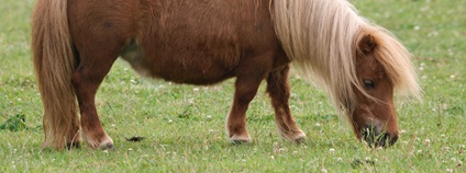 Shetlandský pony Foto: Depositphotos