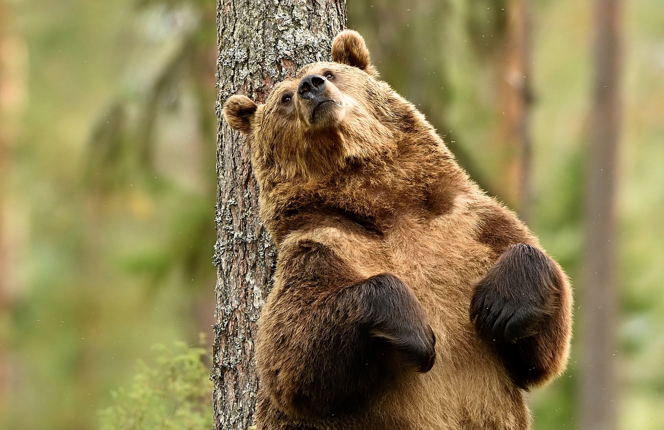 Un orso catturato in Italia per aver ucciso un corridore è innocente, secondo gli attivisti