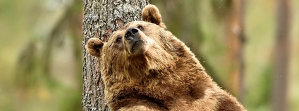 Medvěd hnědý Foto: Depositphotos