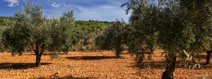 Olivovníky ve Španělsku Foto: Depositphotos